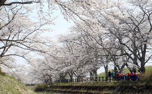 【桜・見ごろ】笹原川千本桜