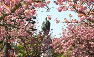 【桜・見ごろ】吉崎御坊跡（御山）の河津桜