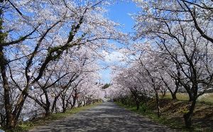 【桜・見ごろ】山室桜並木（愛称：あらた坂）