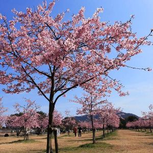【桜・見ごろ】海が見える「花の園」