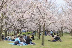 【桜・見ごろ】向島運動公園