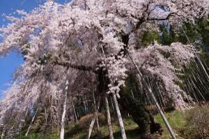 【桜・見ごろ】鏡石寺のシダレザクラ
