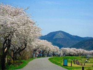 【桜・見ごろ】長木川堤防