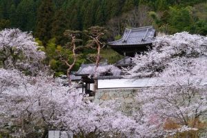 【桜・見ごろ】大雲寺