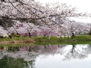 【桜・見ごろ】治田公園