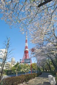 【桜・見ごろ】芝公園