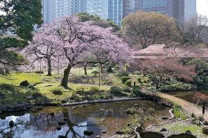 【桜・見ごろ】小石川後楽園