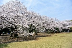 【桜・見ごろ】代々木公園