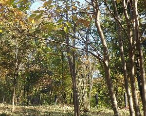 中藤公園ちょこっとボランティア