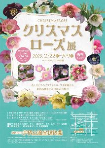 姫路市立手柄山温室植物園　クリスマスローズ展