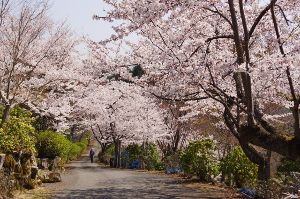 【桜・見ごろ】神の倉公園