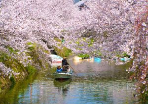 【桜・見ごろ】生名