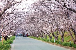 【桜・見ごろ】徳島県農業大学校