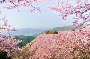 【桜・見ごろ】八百萬神之御殿＜中止となりました＞