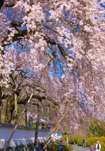 【桜・見ごろ】明王寺のしだれ桜
