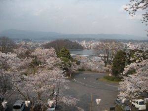 【桜・見ごろ】鏡坂公園