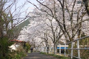 【桜・見ごろ】さくらのさんぽ道