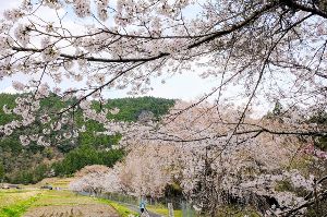 【桜・見ごろ】ポンプ島公園