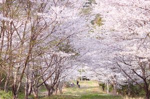 【桜・見ごろ】下田浄水公園