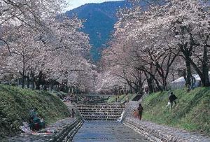 【桜・見ごろ】朝鳥公園