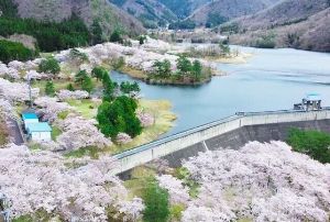【桜・見ごろ】大野ダム