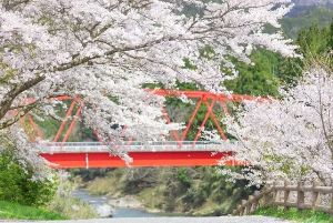 【桜・見ごろ】平屋大橋