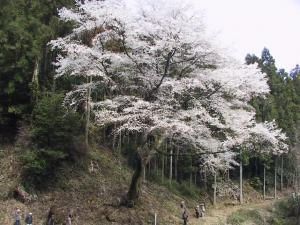 【桜・見ごろ】源太桜