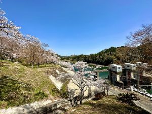 【桜・見ごろ】粟生頭首工