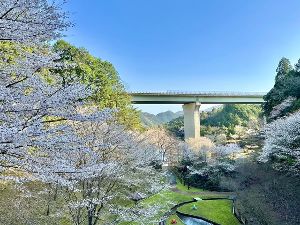 【桜・見ごろ】三ツ谷池公園