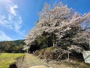 【桜・見ごろ】三瀬砦跡