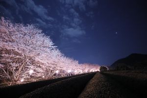 【桜・見ごろ】茶屋一願地蔵桜道
