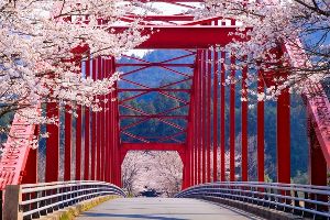 【桜・見ごろ】長ケ大橋