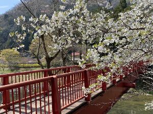 【桜・見ごろ】宇甘渓