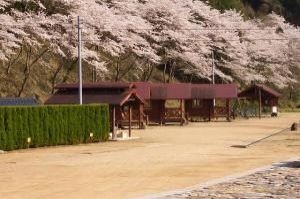 【桜・見ごろ】湯の瀬温泉キャンプ場