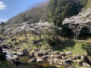 【桜・見ごろ】鳴滝森林公園
