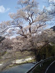 【桜・見ごろ】尾原の一本桜