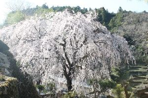【桜・見ごろ】市川家のしだれ桜