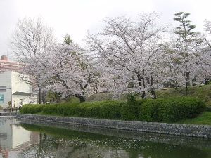 【桜・見ごろ】道後公園