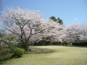 【桜・見ごろ】杉村公園