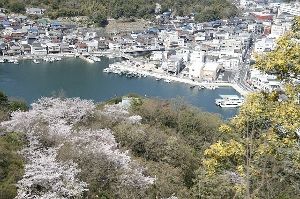 【桜・見ごろ】みなとの見える丘公園