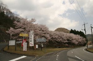 【桜・見ごろ】大股桜公園