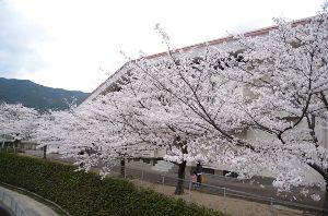 【桜・見ごろ】屋敷山公園