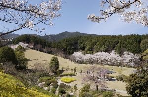 【桜・見ごろ】葛城山麓公園