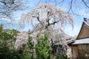 【桜・見ごろ】當麻寺護念院