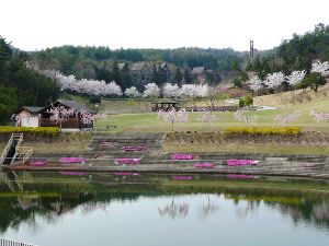 【桜・見ごろ】おかやまファーマーズ・マーケット　ノースヴィレッジ