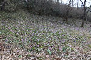 【花・見ごろ】かたくり初恋公園