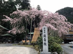 【桜・見ごろ】赤目延寿院しだれ桜