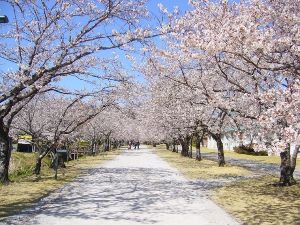 【桜・見ごろ】鏡野公園・高知工科大学