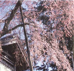 【桜・見ごろ】大善寺のしだれ桜