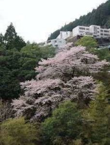 【桜・見ごろ】豊根村 富山地区